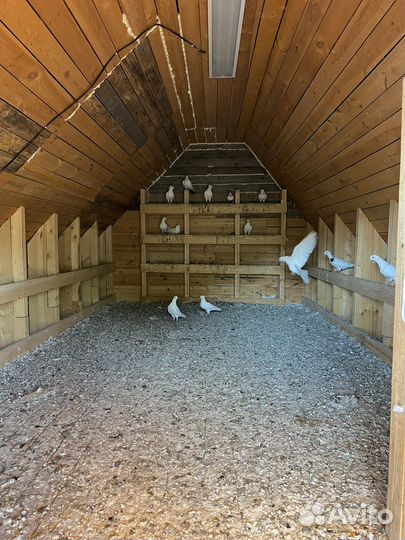 Бакинские бойные голуби