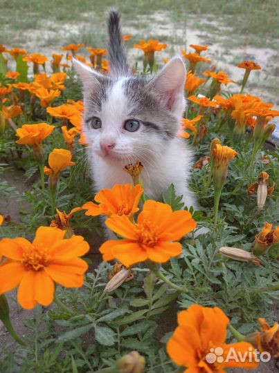 В добрые ручки