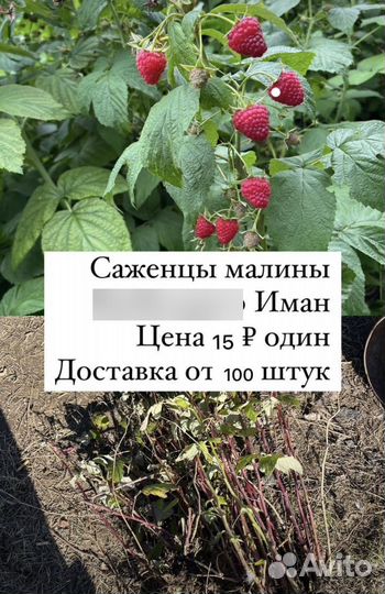 Саженцы малины полька