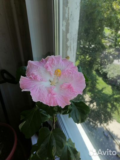 Сортовой гибискус daddy'S angel. Саженец