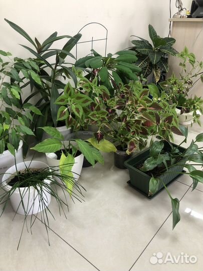 Комнатные растения цветы