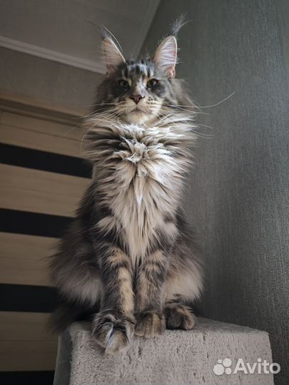 Голубой тикинг