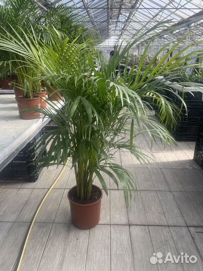 Пальма арека комнатные цветы