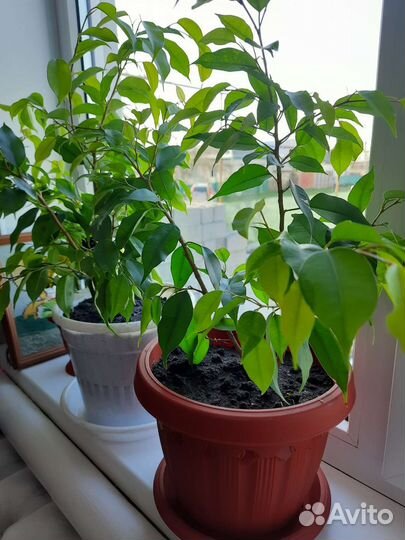 Бенджамина