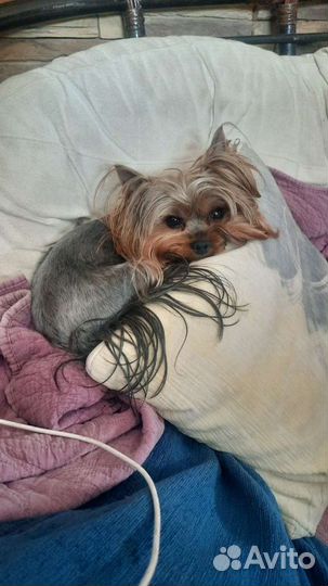 Передержка животных и цветов на время отпуска