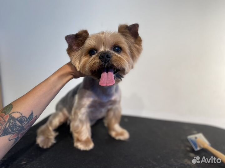 Стрижка собак и кошек