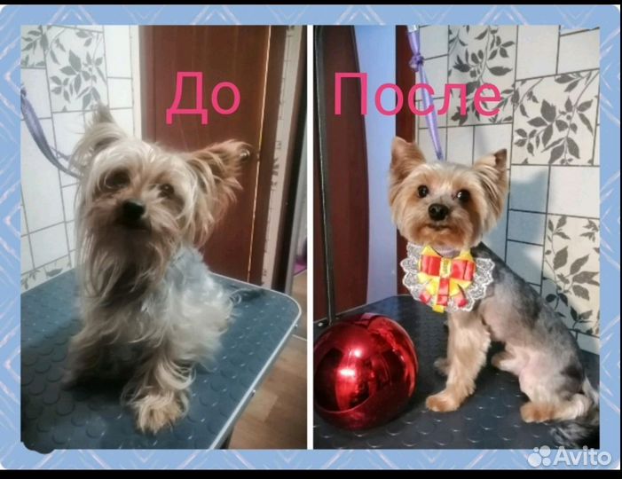 Стрижка Йорков