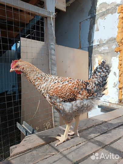 Петух Доминант