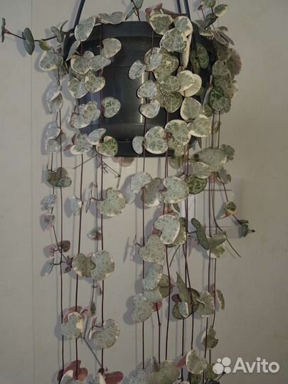 Церопегия вуду вариегатная