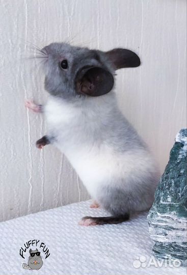 Шиншилла мальчик по имени Лот