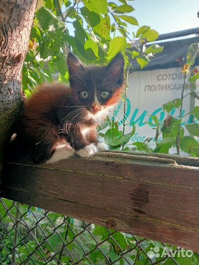 Котята в добрые руки бесплатно