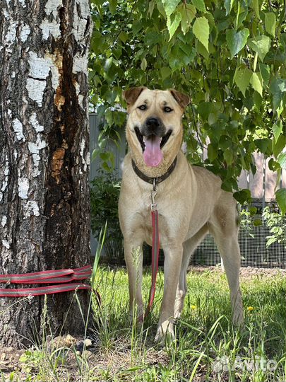 Крупная собака с шикарным характером