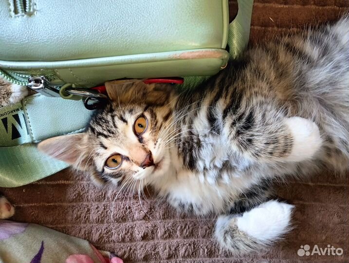 Отдам котяток