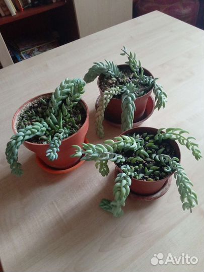 Рэо и очиток моргана, любой вместе с горшком