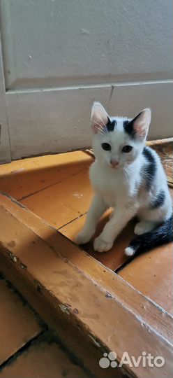 Пушистики в добрые руки