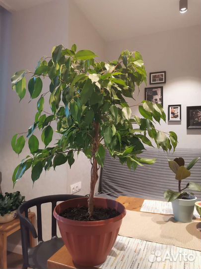 Оживит пространство. Фикус Бенджамина