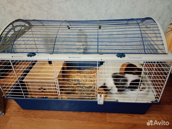 Морские свинки с клеткой