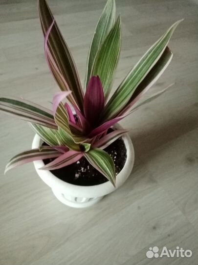 Традесканция ситара триколор