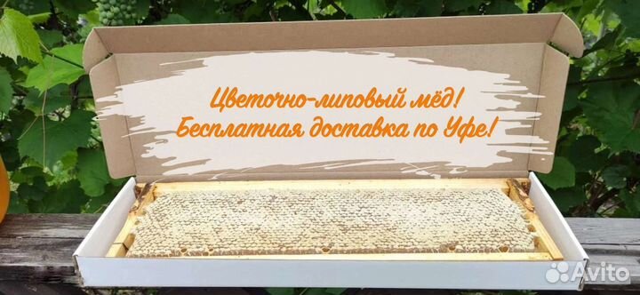 Мёд в сотах 2023