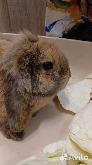 Кролик вислоухий