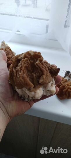 Гриб строчок