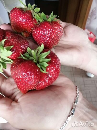 Рассада клубники, овощей, цветов