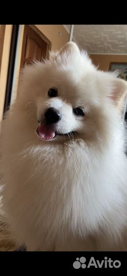Шпиц белый вязка