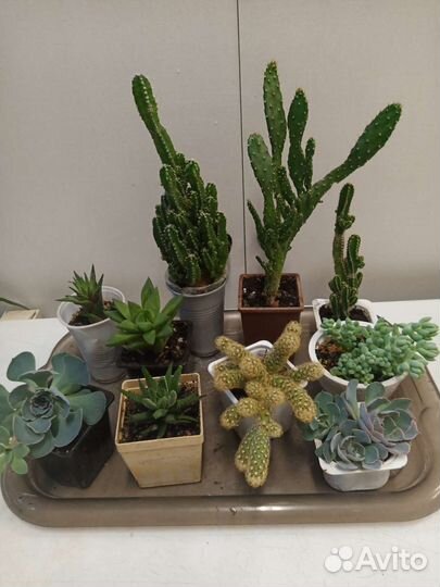 Суккуленты: Эхеверия, Переския, кактусы и др