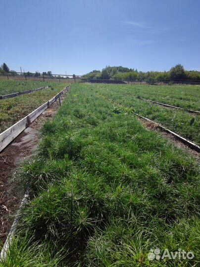 Саженцы сосны и ели окс оптом