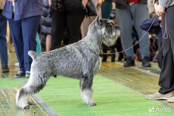 Миттельшнауцер вязка