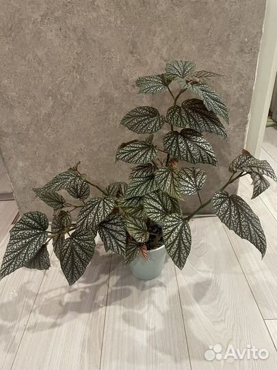 Бегония серебристо-крапчатая