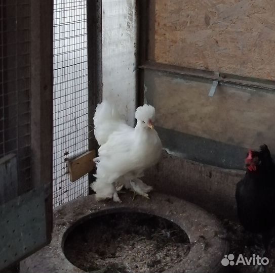 Петух Брама