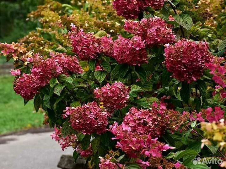 Гортензия метельчатая