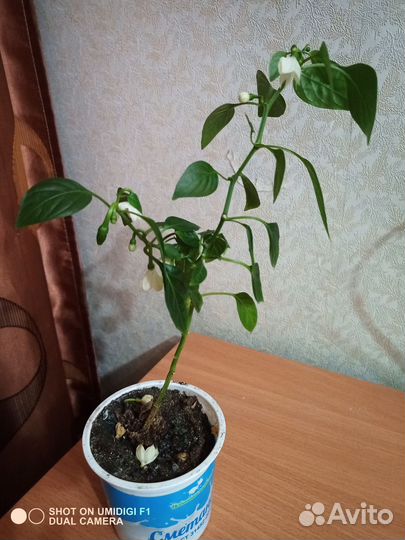 Комнатные цветы
