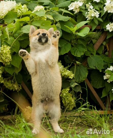 Сиба ину щенки