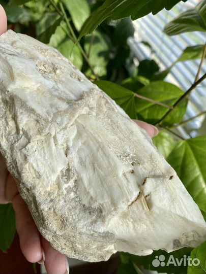 Окаменелое Дерево