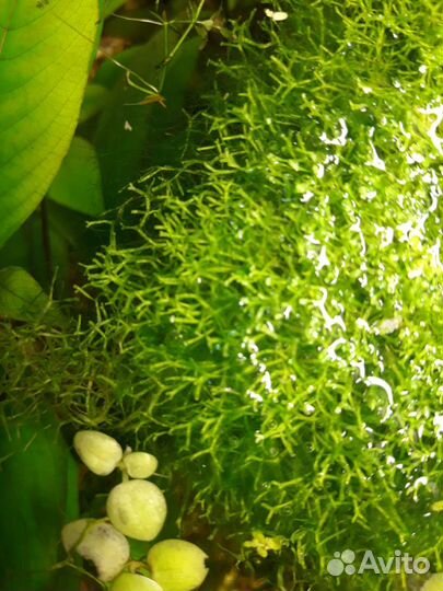 Мох риччия плавающая