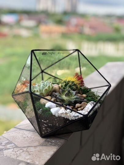 Подарок. Флорариум. Цветы. Растение