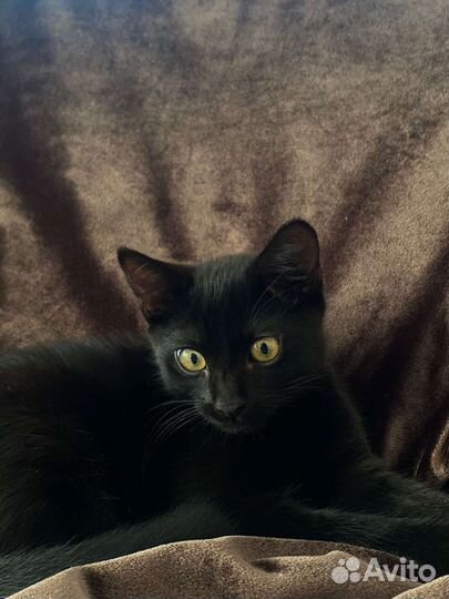 Кошка