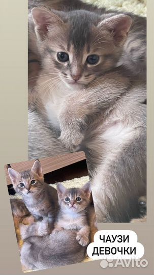 Котята чаузи