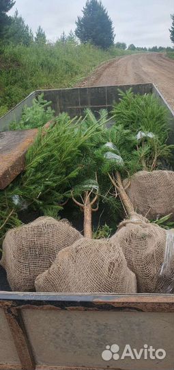 Саженцы можжевельника и других хвойных деревьев