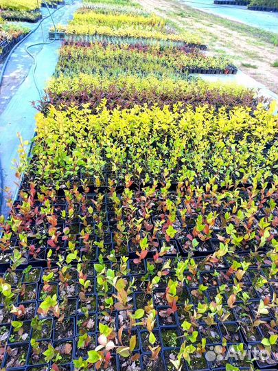 Растения P9 П9 в ассортименте