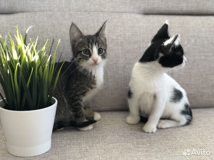 Котята мальчики 2 месяца