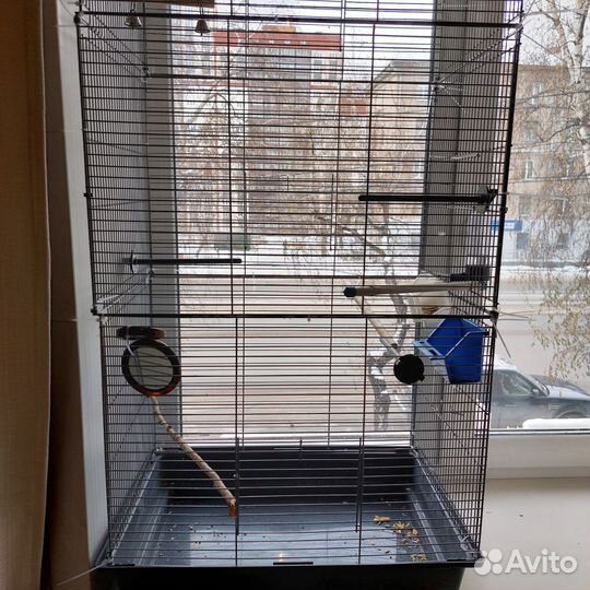 Волнистые попугаи вместе с клеткой