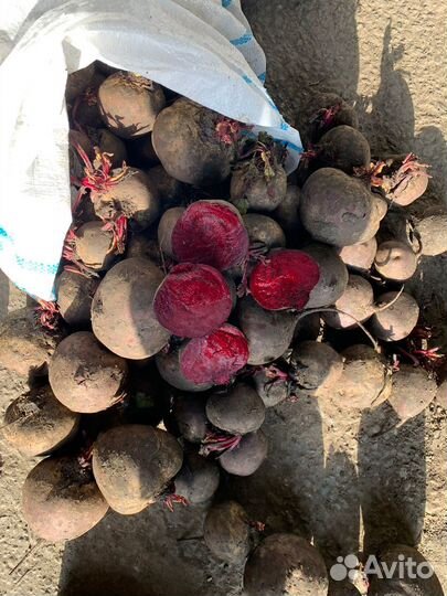 Свекла оптом Пабло