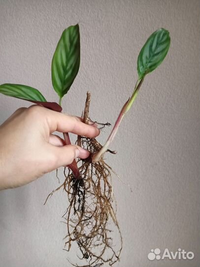 Калатея ктенанта