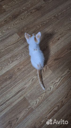 Котятки