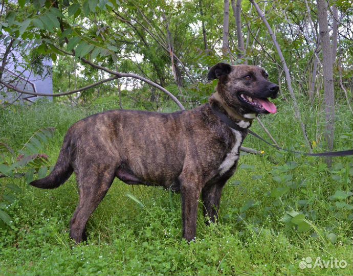 Тайра в поисках дома