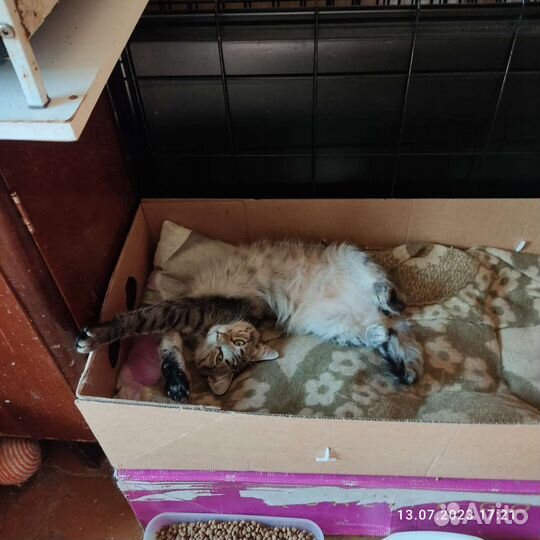 Котик в добрые руки
