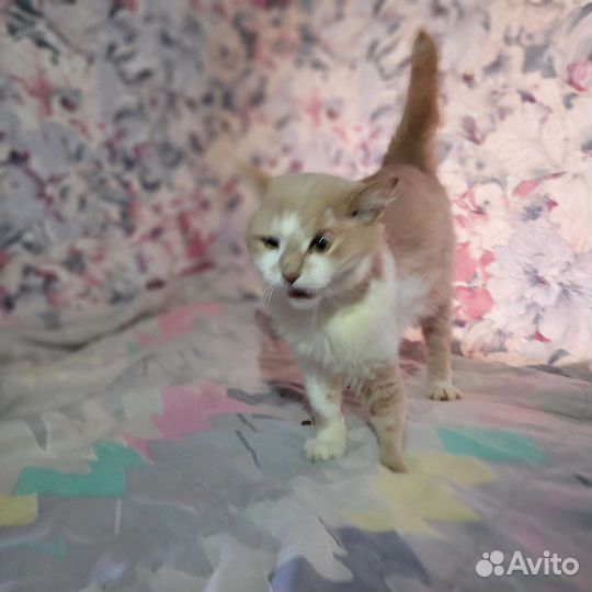 Рыжий кот - Сёма